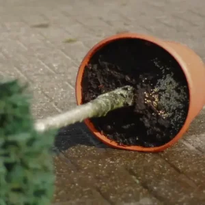 Fallen plant pot with ornamental shrub, CRF fertilizer visible in soil – controlled release nutrients for long-term growth