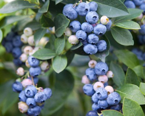 shutterstock_1195256665-scaled